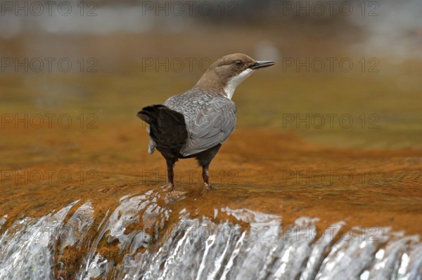 White-throated Dipper, Cinclus cinclus, brown bird with white throat in the river, waterfall in the background, animal behavior in the nature habitat, with food in the bill, nesting time, wildlife Germany