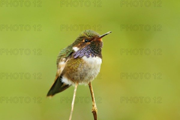 Volcano Hummingbird, Selasphorus flammula, small bird in the green leaves, animal in the nature habitat, mountain tropic forest, wildlife, Costa Rica. Hummingbird hidden in green vegetation