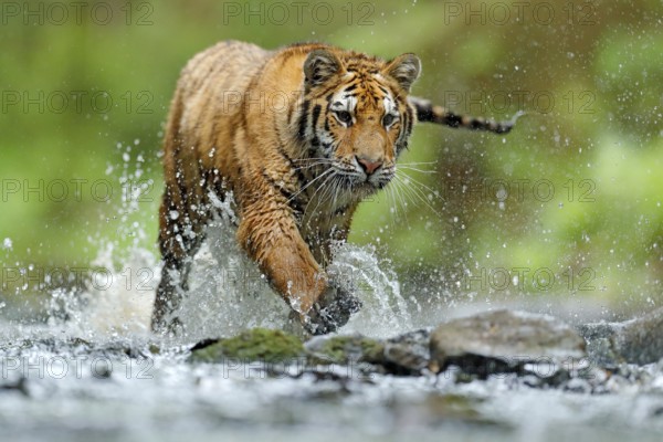 Tiger with splash river water. Tiger Action wildlife scene, wild cat, nature habitat. Tiger running in water. Danger animal, tajga in Russia. Animal in the forest stream. Grey Stone, river droplet