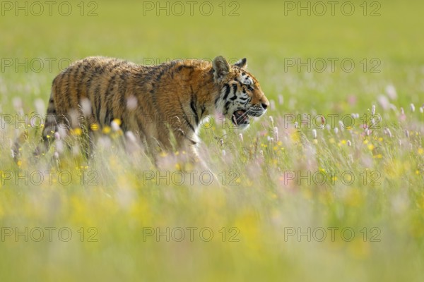 Tiger in summer. Flowered meadow with tiger. Tiger with ping and yellow and pink flowers. Siberian tiger in beautiful habitat. Amur wild cat sitting in the grass