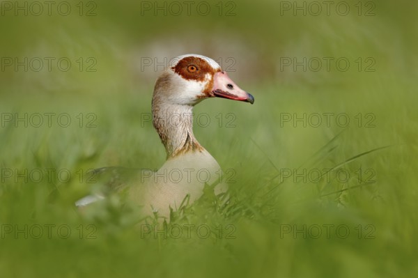 Egyptian goose, Alopochen aegyptiaca, African bird with red bill sitting in green grass. Animal portrait hidden in habitat, Park lake, Switzerland. Wildlife scene from nature. Wet season in March