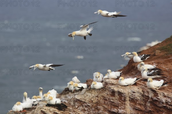 Northern Gannet (Morus bassanus), Schleswig-Holstein, Germany