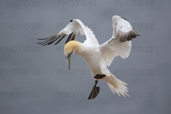 Northern Gannet (Morus bassanus) flying, Schleswig-Holstein, Germany