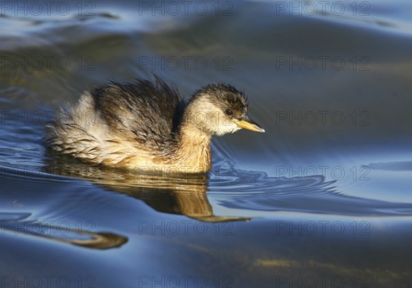 Little Grebe (Tachybaptus ruficollis), Castro Marim, Portugal