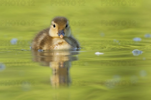 Mandarin Duck (Aix galericulata) juvenile, St. Gallen, Switzerland