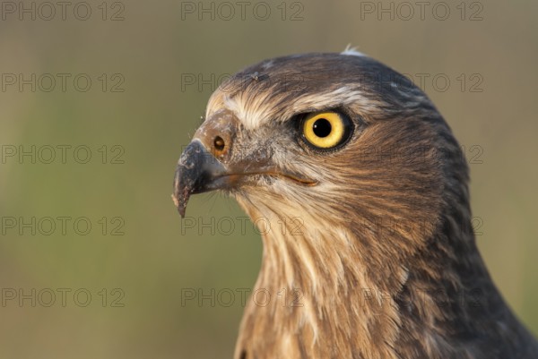 Pale Chanting Goshawk (Melierax canorus) juvenile, Northern Cape, South Africa