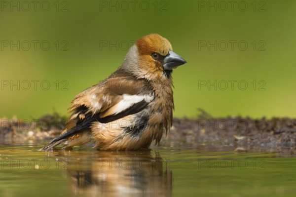 Hawfinch (Coccothraustes coccothraustes) male bathing, Utrecht, Netherlands