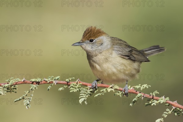 Eurasian Blackcap (Sylvia atricapilla) female, Eilat, Israel