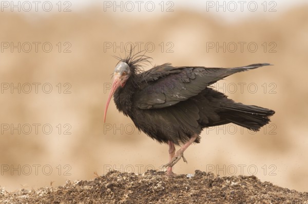 Northern Bald Ibis (Geronticus eremita), Morocco