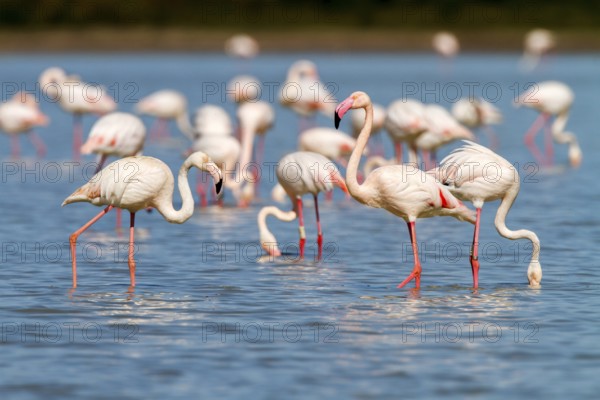Greater Flamingo (Phoenicopterus roseus), Castile-La Mancha, Spain