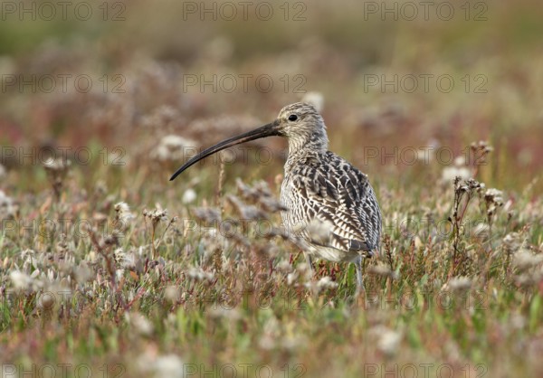 Eurasian Curlew (Numenius arquata), Schleswig-Holstein, Germany