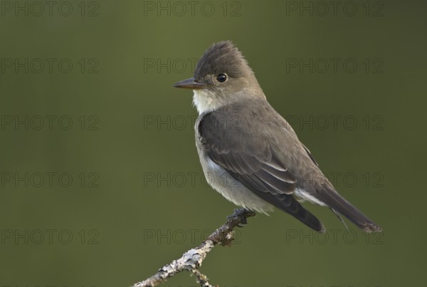 Olive-sided Flycatcher (Contopus cooperi), British Columbia, Canada