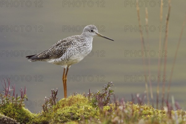 Greater Yellowlegs (Tringa melanoleuca), Ecuador