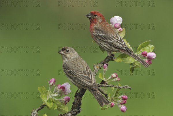 House Finch (Haemorhous mexicanus) male, British Columbia, Canada