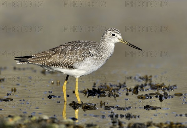 Greater Yellowlegs (Tringa melanoleuca), British Columbia, Canada