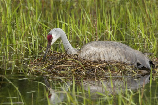 Sandhill Crane (Antigone canadensis) at nest, Florida, USA