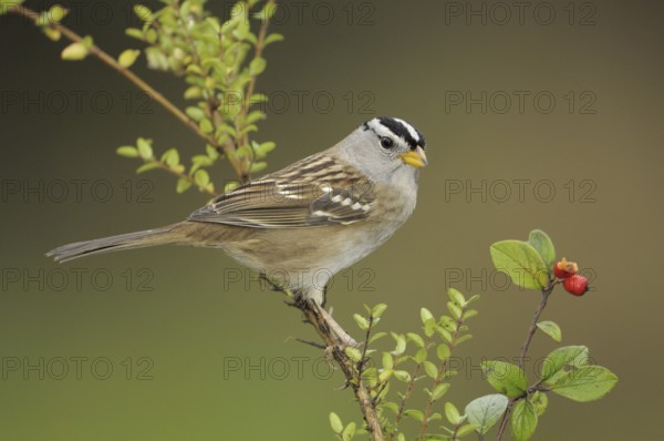 White-crowned Sparrow (Zonotrichia leucophrys), British Columbia, Canada