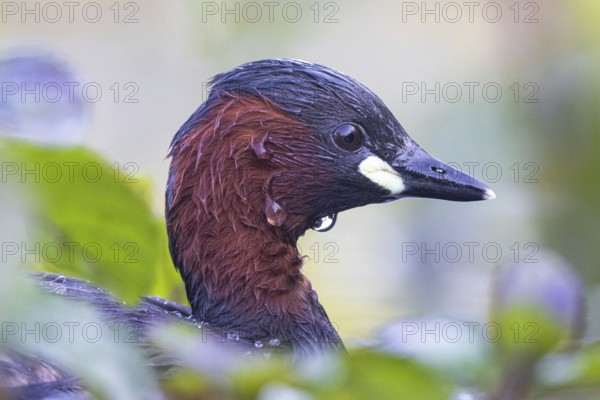 Little Grebe (Tachybaptus ruficollis), North Rhine-Westphalia, Germany