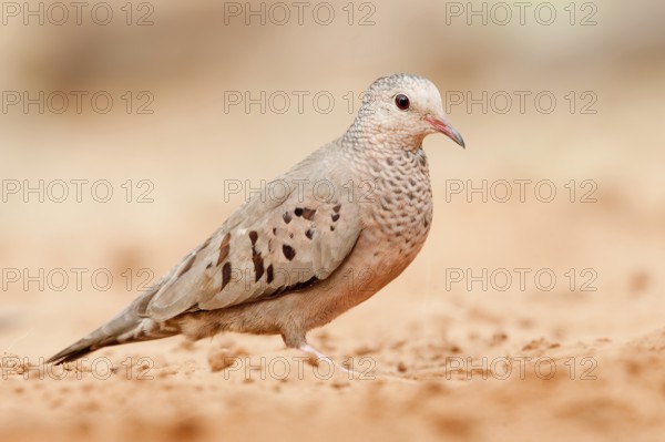 Common Ground Dove (Columbina passerina), Arizona, USA
