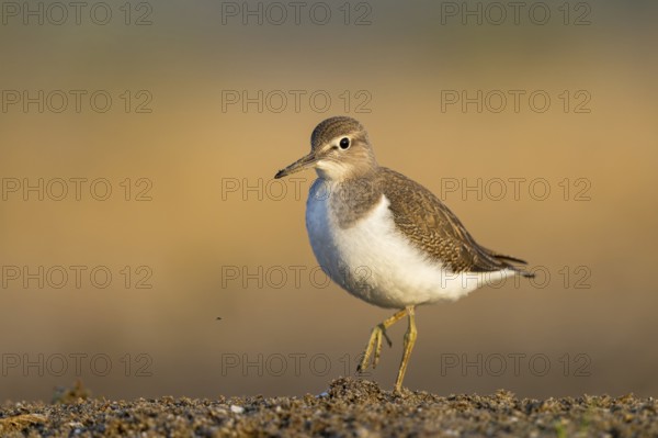 Common Sandpiper (Actitis hypoleucos), North Rhine-Westphalia, Germany
