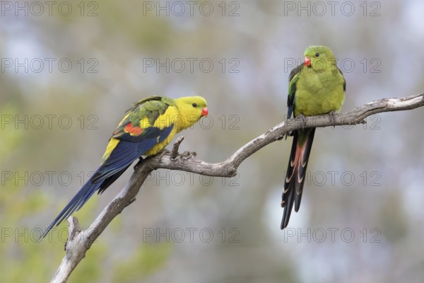 Regent Parrot (Polytelis anthopeplus) pair perched on a branch, Victoria, Australia