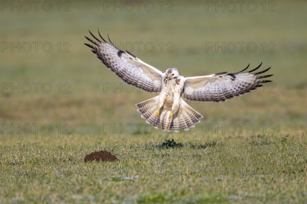 Common Buzzard (Buteo buteo) appproaching, North-Rhine Westphalia, Germany