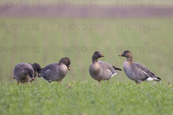Taiga Bean Goose (Anser fabalis) group, North Rhine-Westphalia, Germany