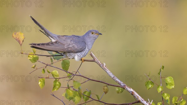 Common Cuckoo (Cuculus canorus) male perched on a branch, Saxony-Anhalt, Germany