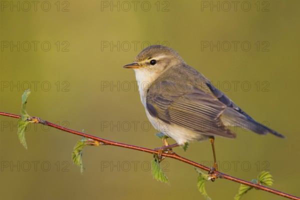Willow Warbler (Phylloscopus trochilus), Baden-Wuerttemberg, Germany