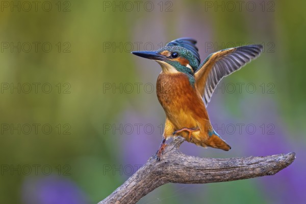 Common Kingfisher (Alcedo atthis) male flapping, perched on a branch, Saxony-Anhalt, Germany