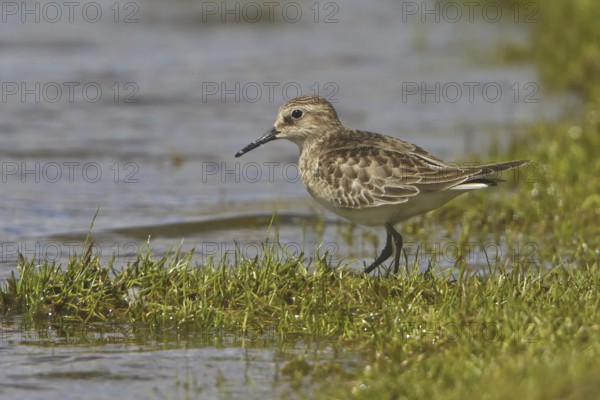 Baird's Sandpiper (Calidris bairdii), Peru