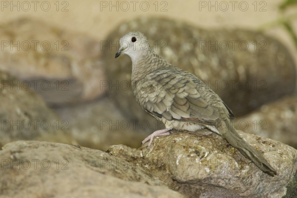 Inca Dove (Columbina inca), Arizona, USA