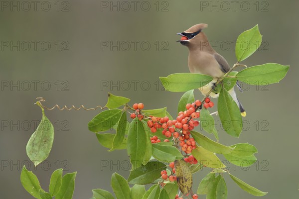 Cedar Waxwing (Bombycilla cedrorum) eating red berries, Texas, USA