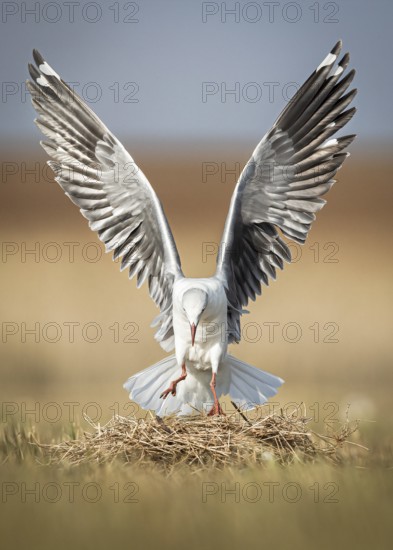 Grey-headed Gull (Chroicocephalus cirrocephalus) landing on nest, Gauteng, South Africa