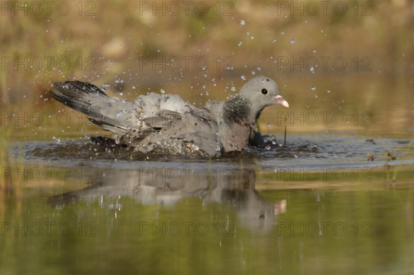 Stock Dove (Columba oenas) bathing, Brandenburg, Germany