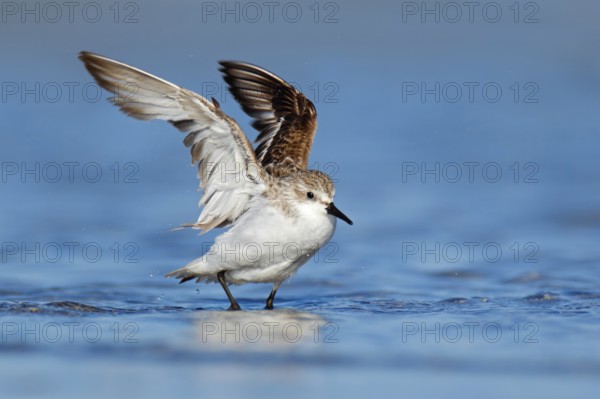 Red-necked Stint (Calidris ruficollis), Victoria, Australia