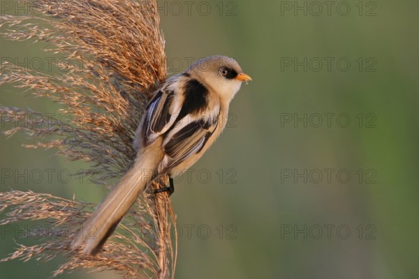 Bearded Reedling (Panurus biarmicus) juvenile, Rhineland-Palatinate, Germany
