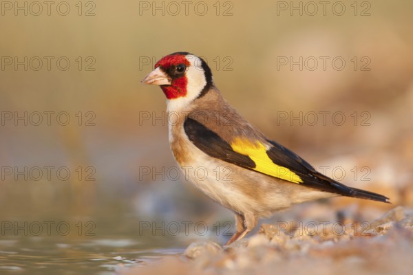 European Goldfinch (Carduelis carduelis), Croatia