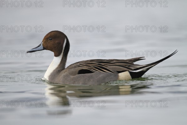 Northern Pintail (Anas acuta) male, St. Gallen, Switzerland