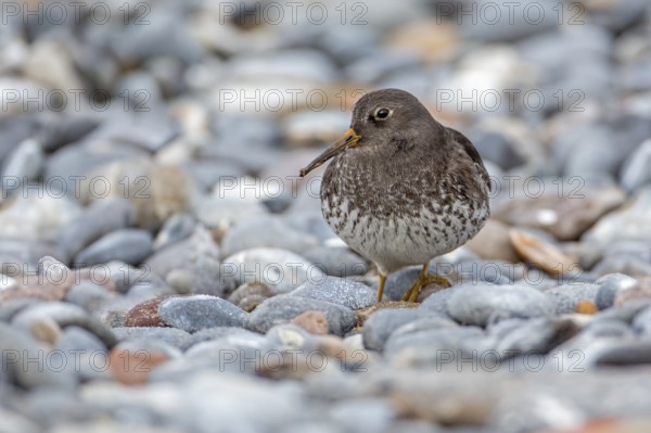Purple Sandpiper (Calidris maritima), Schleswig-Holstein, Germany