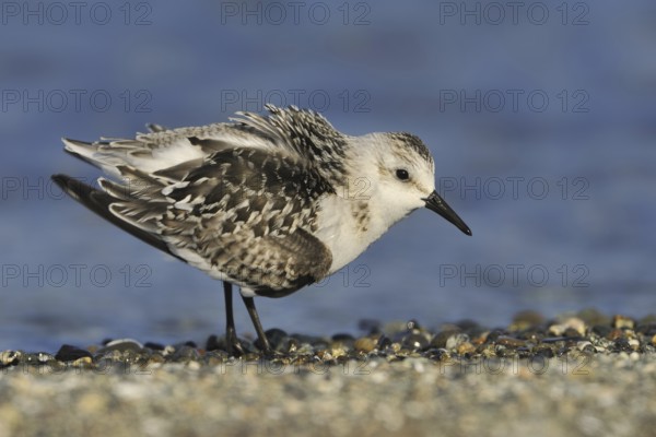 Sanderling (Calidris alba), British Columbia, Canada