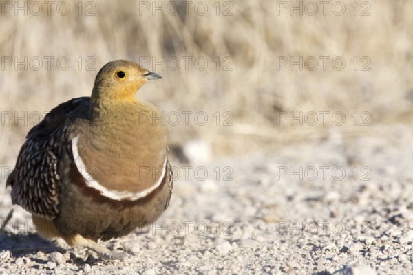 Namaqua Sandgrouse (Pterocles namaqua) male, Etosha, Namibia