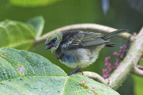 Golden-hooded Tanager (Tangara larvata), Costa Rica