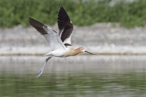 American Avocet (Recurvirostra americana) feeding in a marsh in central Washington State, USA