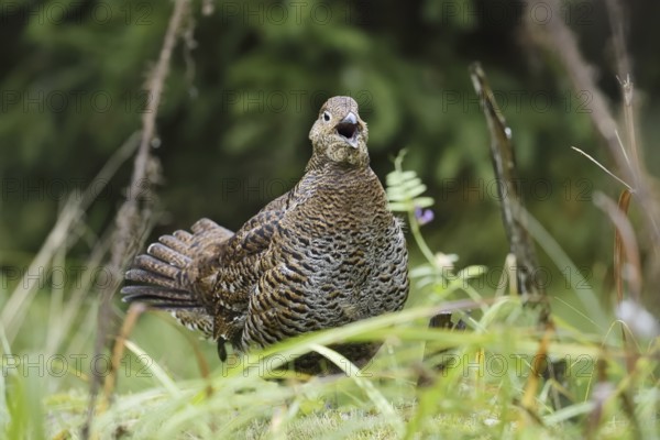 Black grouse (Lyrurus tetrix, Tetrao tetrix), calling female, Bavaria, Germany