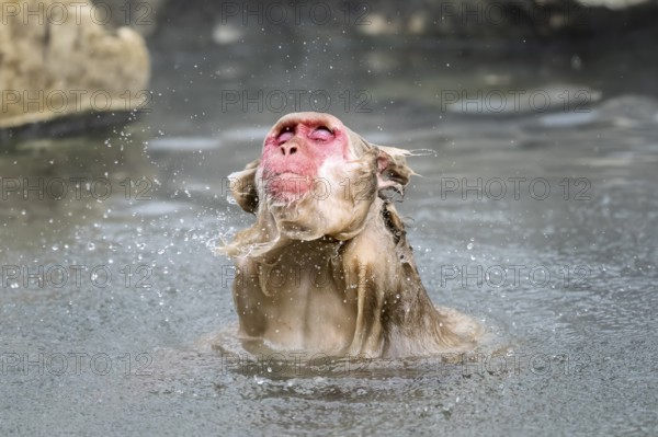 Japanese macaque (Macaca fuscata), wet, bathing, shaking the water out of its fur, in winter, Jigokudani Snow Monkey Park, Yamanouchi, Shimotakai, Nagano Prefecture, Japan