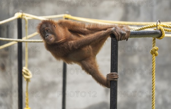 An orangutan hangs effortlessly from a metal bar inside its enclosure at Assam State Zoo in Guwahati, India, on July 16, 2025