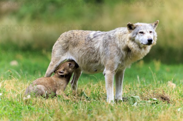 Wolf mother nursing her pup in the meadow landscape, Timber wolf, wolf, American wolf, (Canis lupus lycaon), pup, Germany