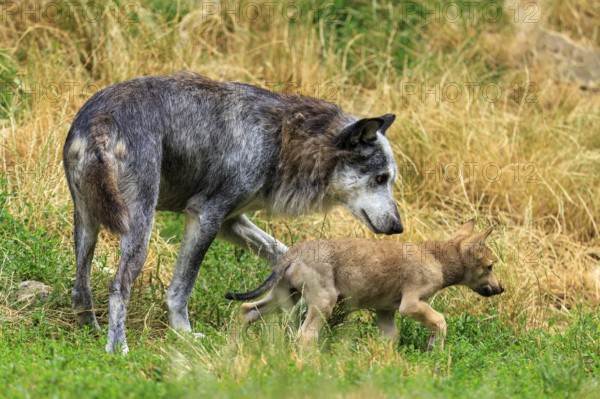 An adult wolf protectively accompanies a young puppy, Timberwolf, wolf, American wolf, (Canis lupus lycaon), puppy, Germany