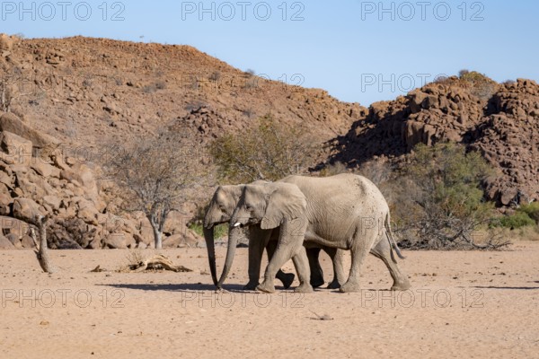 Two African elephants (Loxodonta africana), desert elephant, near the Hoanib River, Damaraland, Kunene region, Namibia